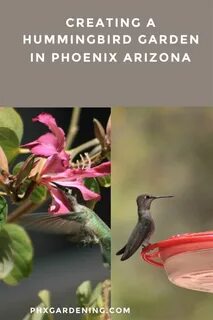 How do hummingbirds help flowering plants