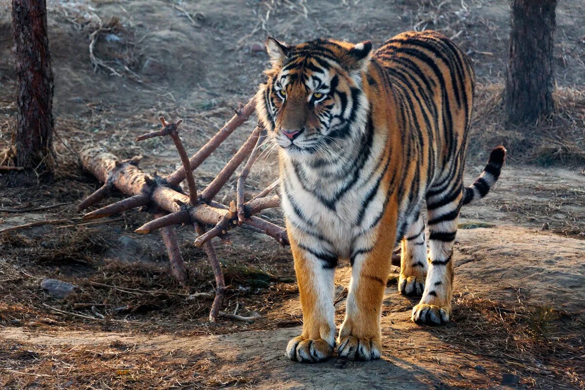 Амурский тигр. Краснокнижный тигр Амурский. Уссурийский тигр. Амурский тигр в России. Внешний вид тигров