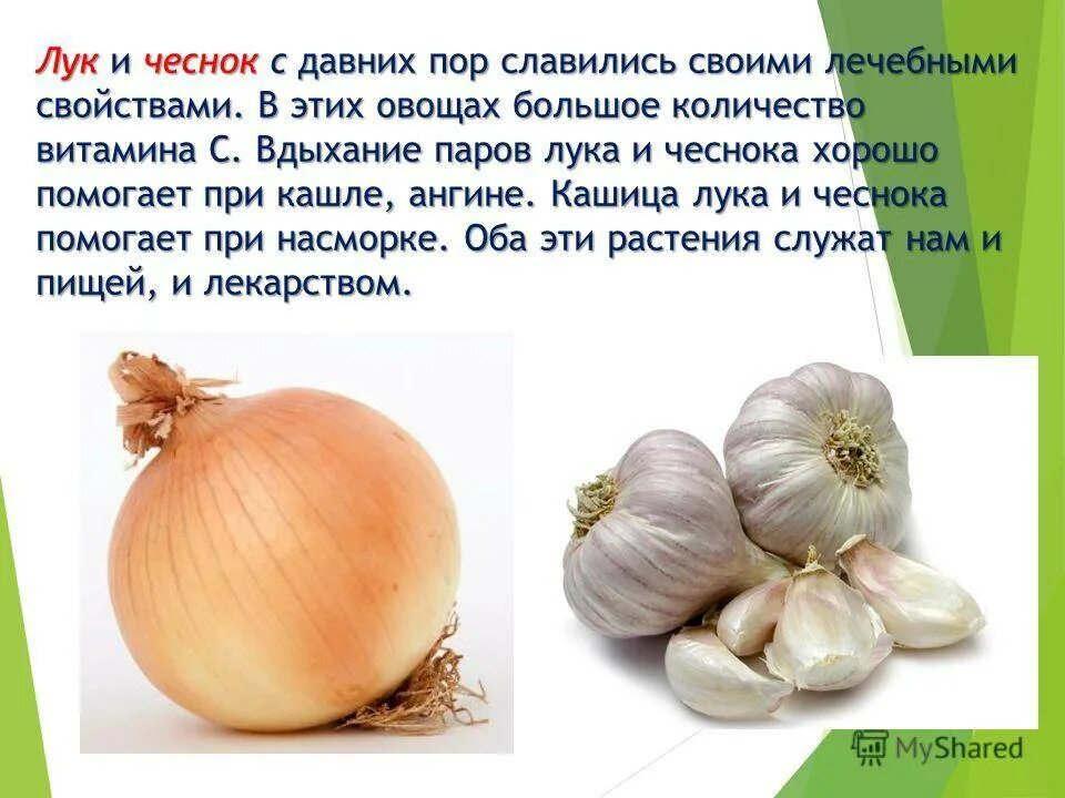 Есть чеснок на ночь. Чем полезен чеснок. Лук чеснок. Есть лук и чеснок. Лук полезный для человека.