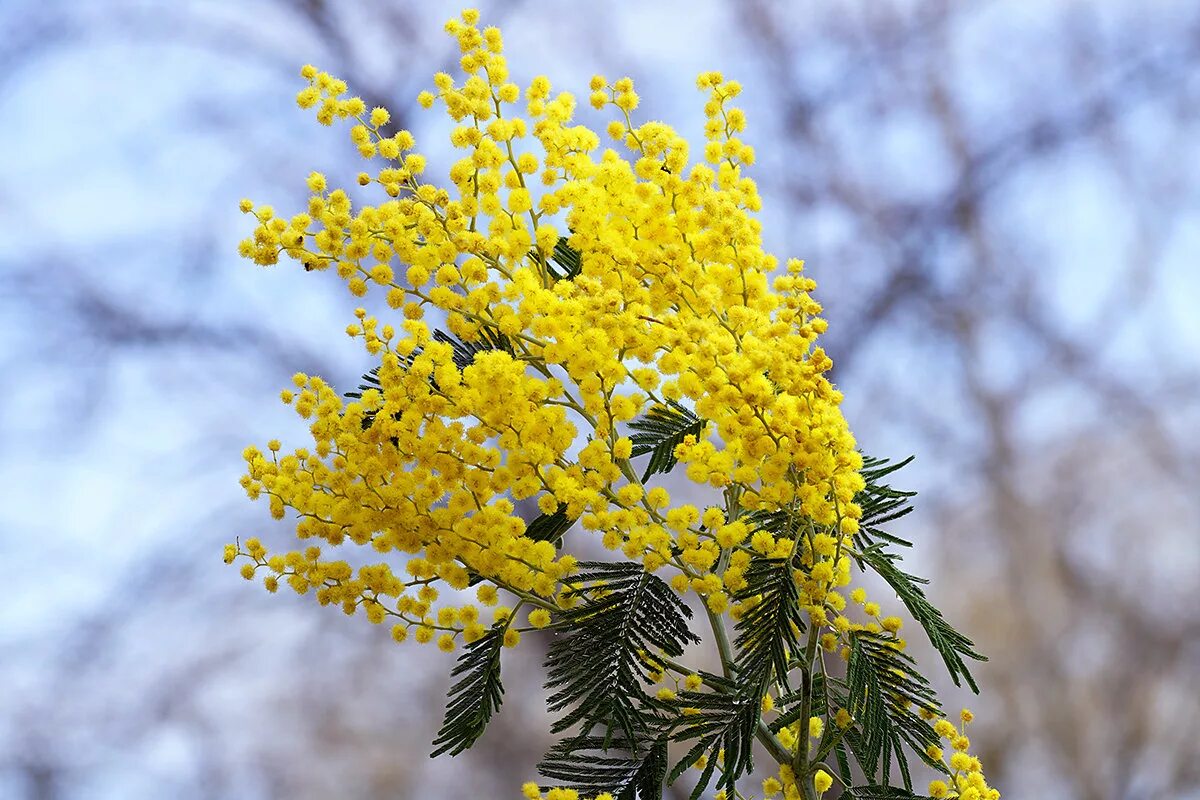 Куст мимозы. Акация dealbata. Акация серебристая мимоза. Мимоза acacia dealbata. Акация подбеленная (мимоза).