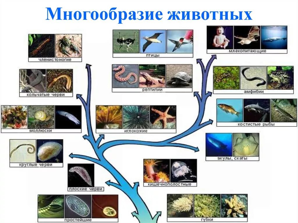 Многообразие животных. Разнообразие живых организмов. Многообразие животных организмов. Разнообразие видов живых организмов это.