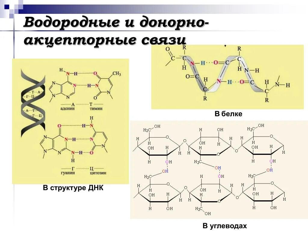 Водородные связи в белке. Образование водородной связи в белках. Образование водородных связей в структуре белка. Водородные связи в молекуле белка. Водородные силы