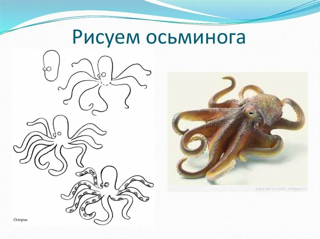 Задание осьминог. Поэтапный рисунок осьминога. осьминог схема рисования. осьминог рисунок для детей. как нарисовать осьминога поэтапно.