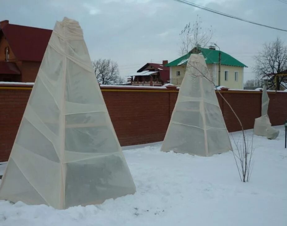 Укрытие деревьев на зиму. Каркас для укрытия хвойных. Ограждение для туи на зиму. Защита деревьев от снега