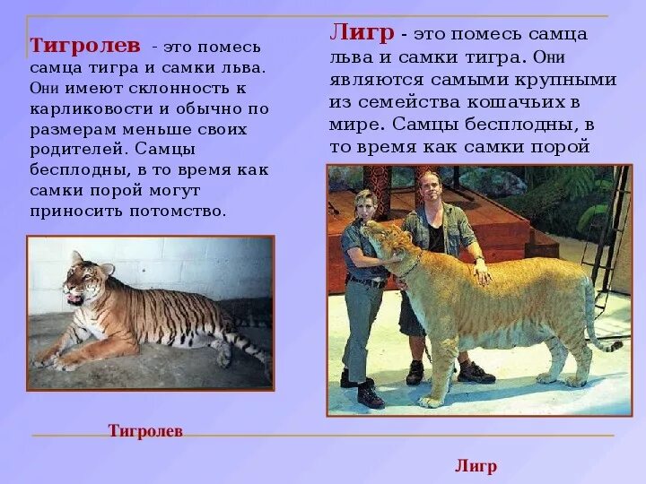 Селекция животных примеры. Селекция гибриды. Зеброид гибрид зебры и лошади. Зеброид гибрид. Межвидовые гибриды зеброид.