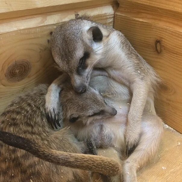 Ярославский зоопарк контактный зоопарк. Контактный зоопарк ярославль яркий. Контактный зоопарк в гостях у енота ярославль. В гостях у енота ярославль. В гостях у енота ярославль.