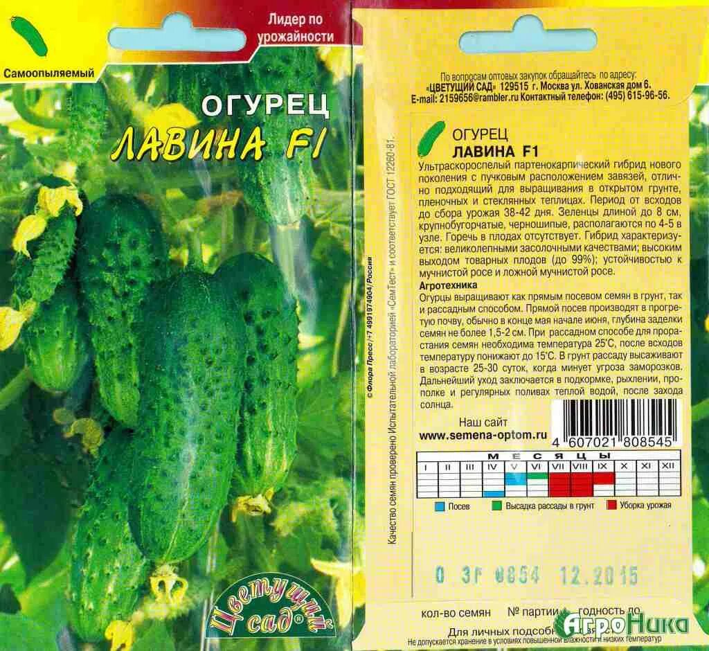 Семена огурцов для открытого грунта лучшие сорта. Огурцы семена пучковые сорта. семена огурцов пучковые самоопыляемые. огурец корнишон лавина f1. семена огурцов для открытого грунта самоопыляемые.