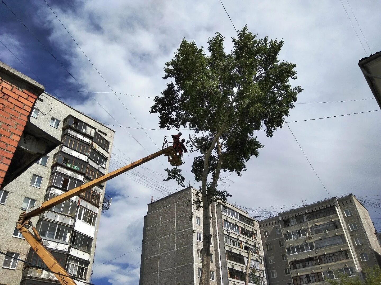 Убрать дерево в городе