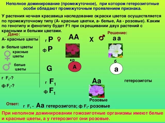 Суть полного доминирования. Ночная красавица неполное доминирование. Моногибридное скрещивание таблица. Окраска цветков у ночной красавицы наследуется. Наследование окраски цветков у ночной красавицы.