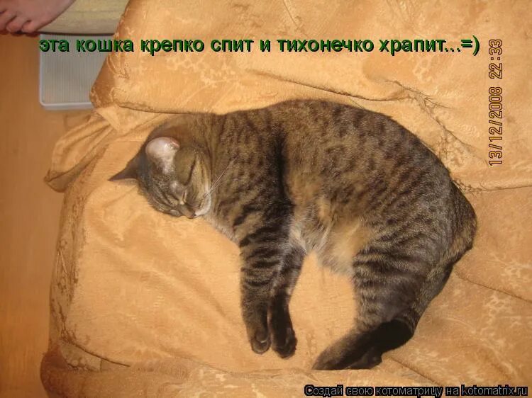 Котик храпит. Спи крепко кошечка. Крепко посплю. Крепко поспать