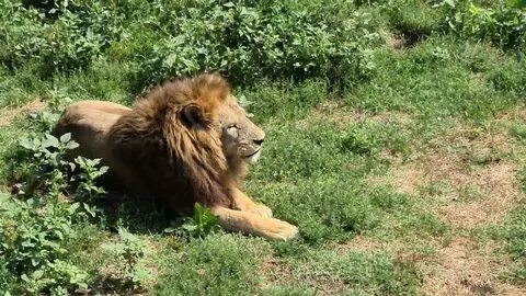 Парк тайган львы видео