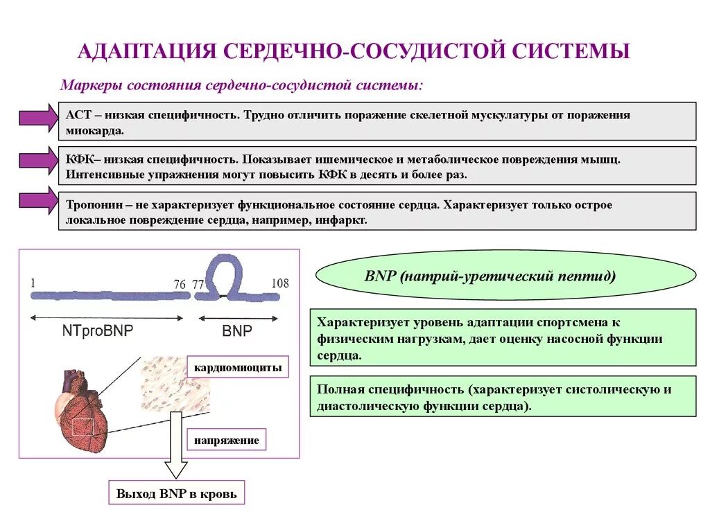 Адаптация ССС К физическим нагрузкам. Адаптация сердечно-сосудистой системы. Оценка функционального состояния спортсмена. Механизмы адаптации ССС К физическим нагрузкам.