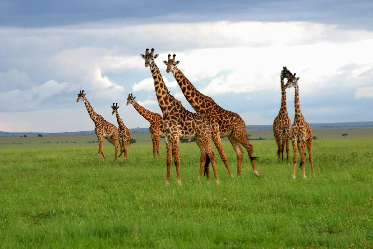 Trip africa. Серенгети сафари. Кения сафари. Жираф-Масаи. Национальный парк Килиманджаро.