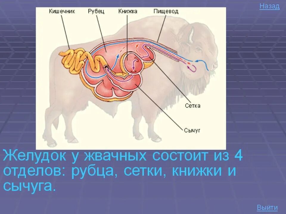 Строение многокамерного желудка жвачных млекопитающих. Строение пищеварительной системы жвачных животных. Отделы пищеварительной системы жвачных млекопитающих. Строение пищеварительной системы жвачных млекопитающих.