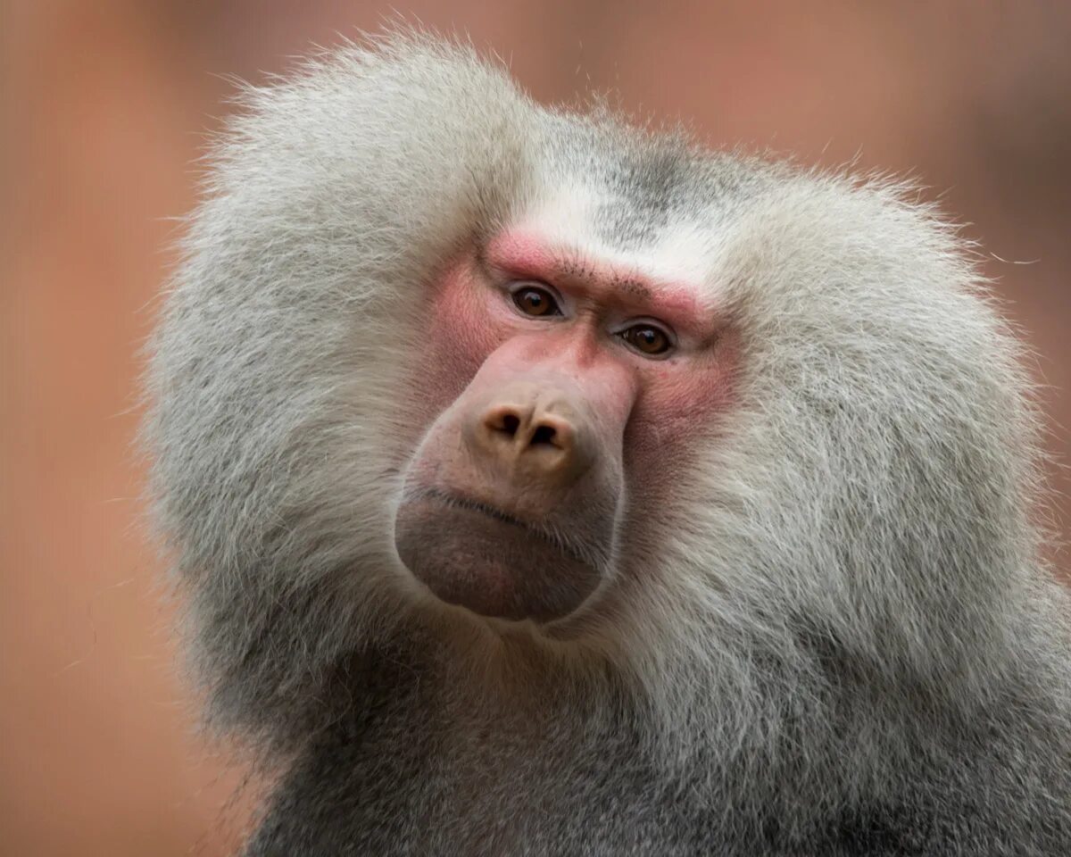 Free Images : wildlife, zoo, mammal, fauna, primate, baboon, vertebrate, sonydsl
