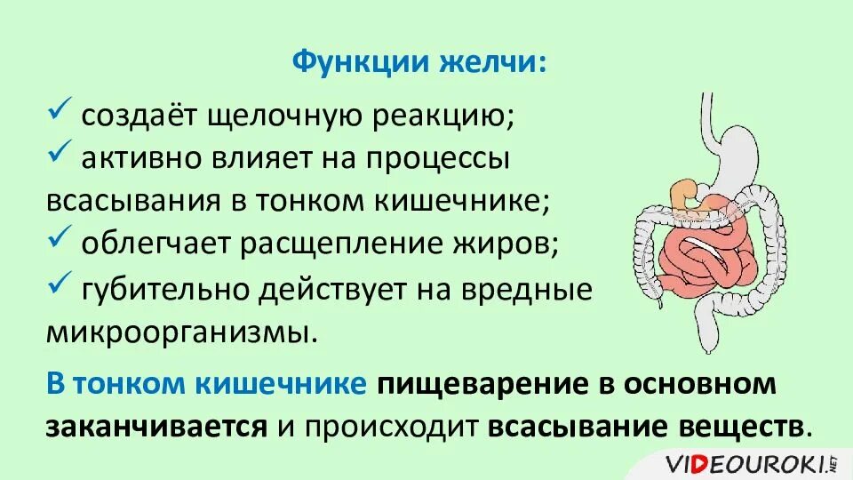 Всасывание питательных веществ в толстом кишечнике. Пищеварение в кишечнике всасывание. процесс пищеварения в кишечнике кратко. пищеварение в тонком кишечнике.