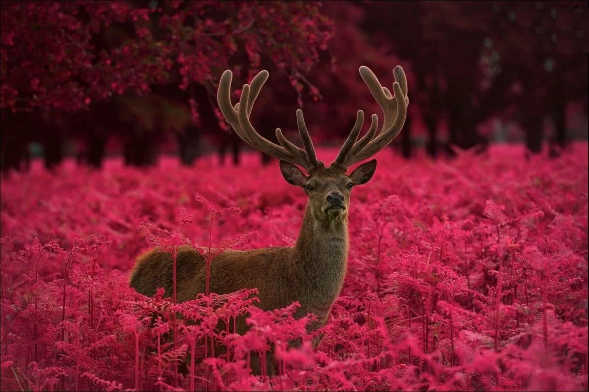 олень red. олень в цветах. олень орнамент. заставка на рабочий стол олень. благородный олень изюбрь.