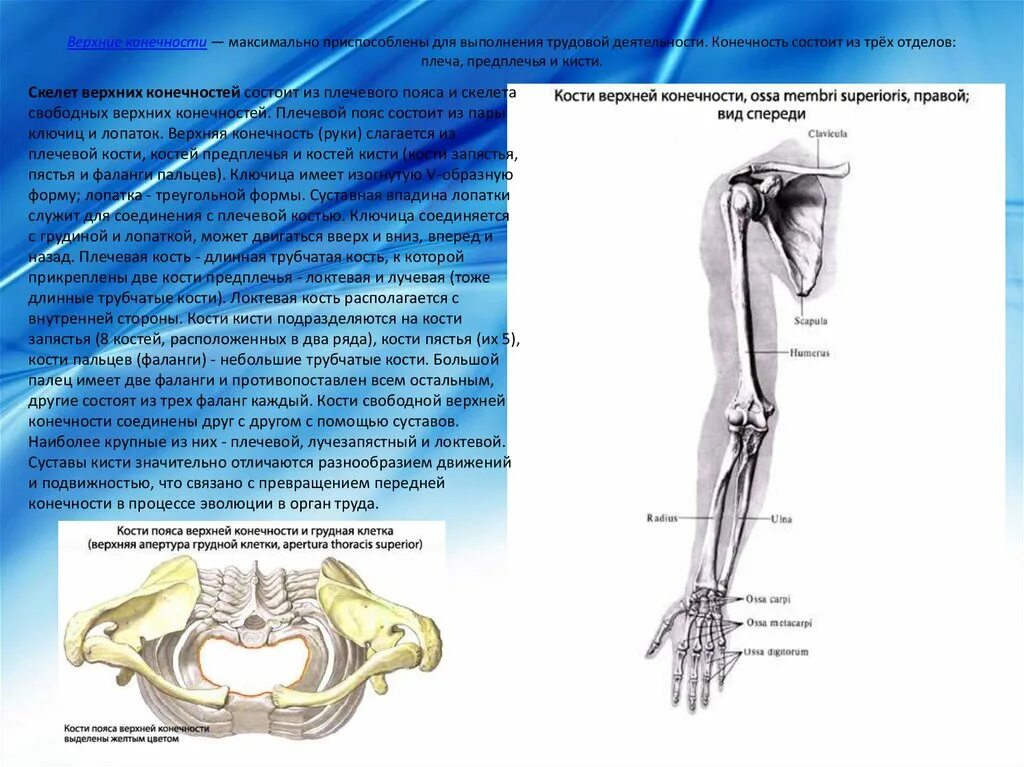 Соединение костей лопатки. Блоковидные суставы верхней конечности. Тип соединения пояса верхних конечностей. Суставы скелета верхней конечности. Соединение костей свободной верхней конечности анатомия.
