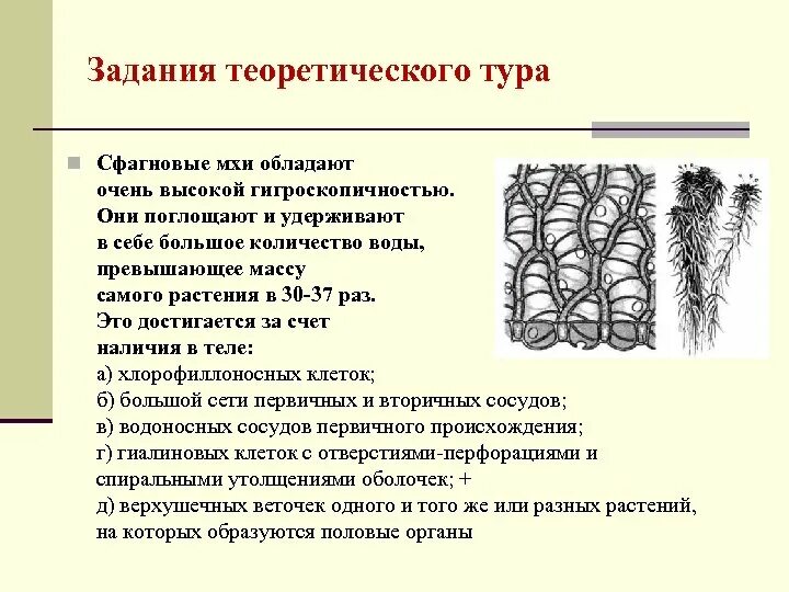 Водоносные клетки сфагнума. Гаметангии сфагнума. Сфагновые мхи ткань. Внутреннее строение сфагнума. Из каких исходных клеток образуются листья мха