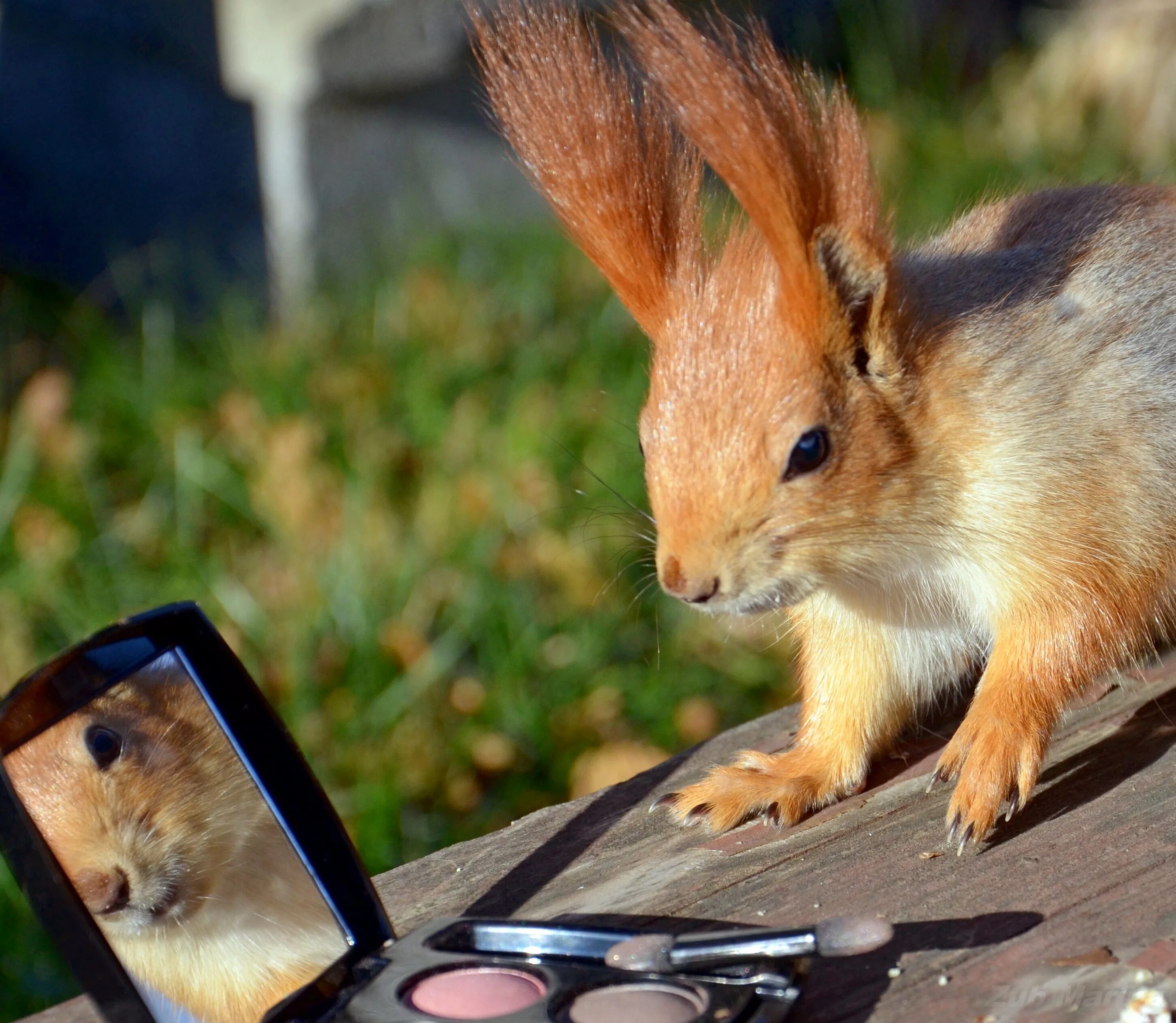 Пиши белочка. Белка с книгой. Белка пишет. Белка ши. Пиши белочка.