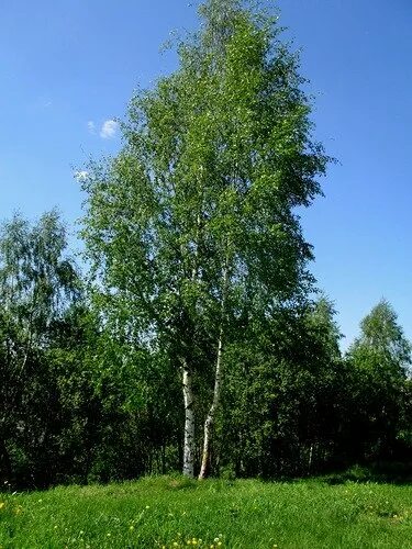 береза ремикс. плачет белая береза. береза березовый березняк. белая береза фристайл караоке. береза ремикс.