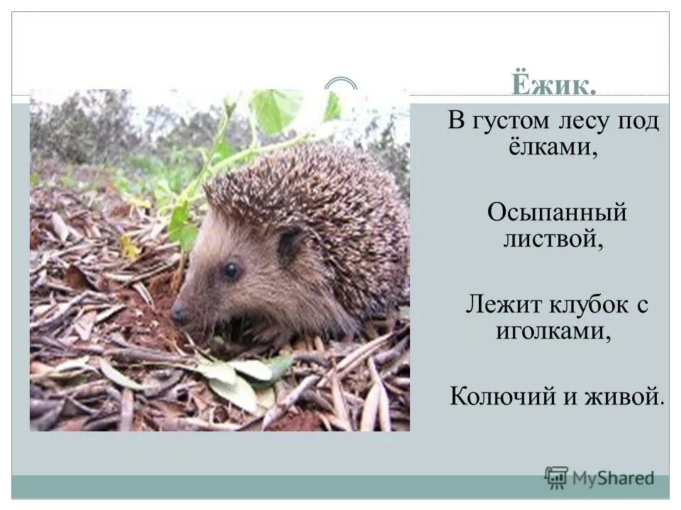 под иголками схоронился пенек с клубок отгадка. загадка про ежа. загадка про ежа. схоронился пенек. под пеньком схоронился клубок.