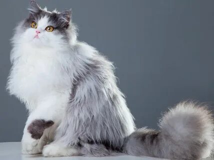 Белый длинношерстный кот