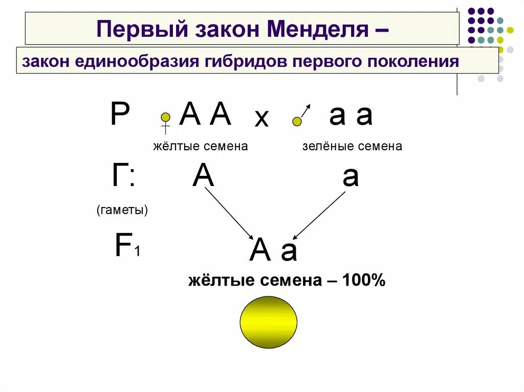 Первый закон г менделя называется законом. Первый закон г менделя называется законом