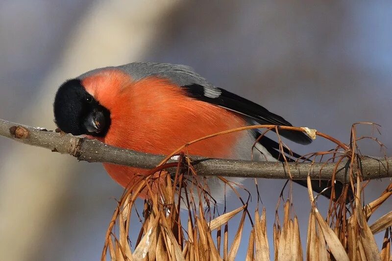 снегирь оранжевый желтоспинный. снегирь свиристель щур. желтогрудый снегирь. воробьинообразные снегирь. красногрудый снегирь.