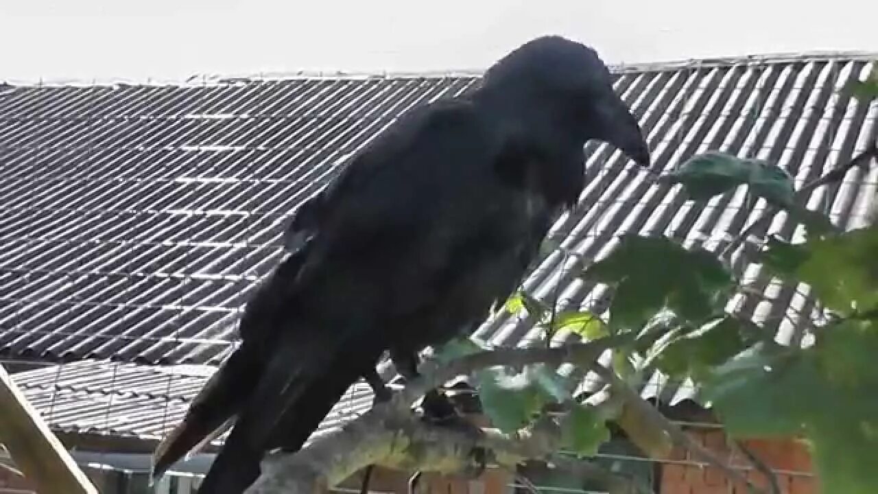 Как избавиться от ворон во дворе. Дом ворона. ворона на улице удальцова застряла. как приручить ворону.