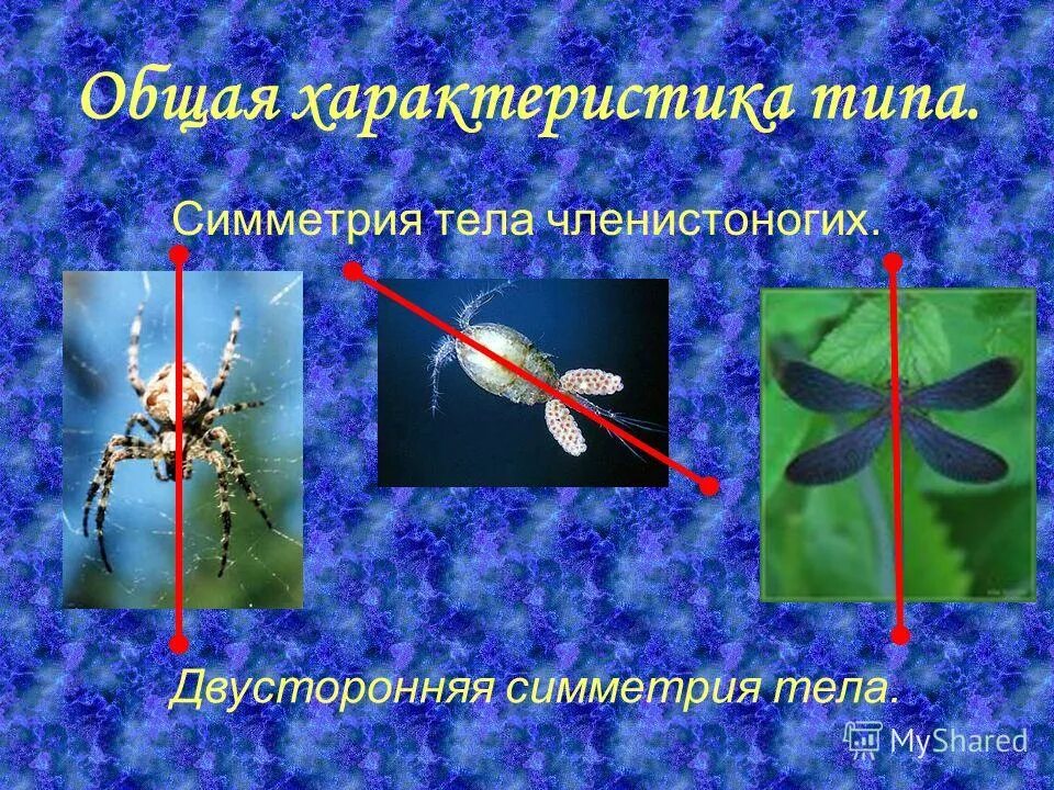 Билатеральная симметрия (двусторонняя симметрия). Двусторонняя симметрия встречается у. Двусторонняя симметрия у плоских червей. Двусторонняя симметрия встречается у. Лучевая и двусторонняя симметрия.