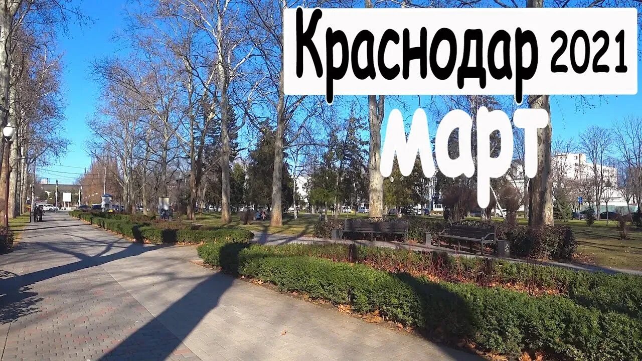 Какой будет март в краснодаре. Цветение сакуры в дендрарии сочи. Какой будет март в краснодаре. Краснодар парк март. Краснодар в марте.