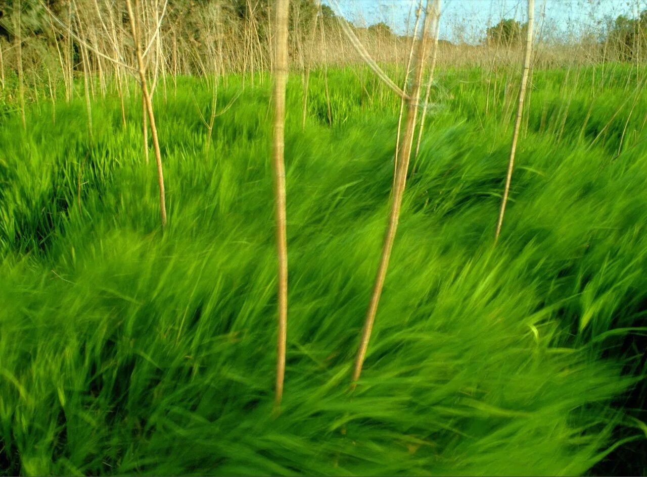 Трава зелена вопрос. Густая трава. Трава на ветру. Зеленая трава. Трава колышется.