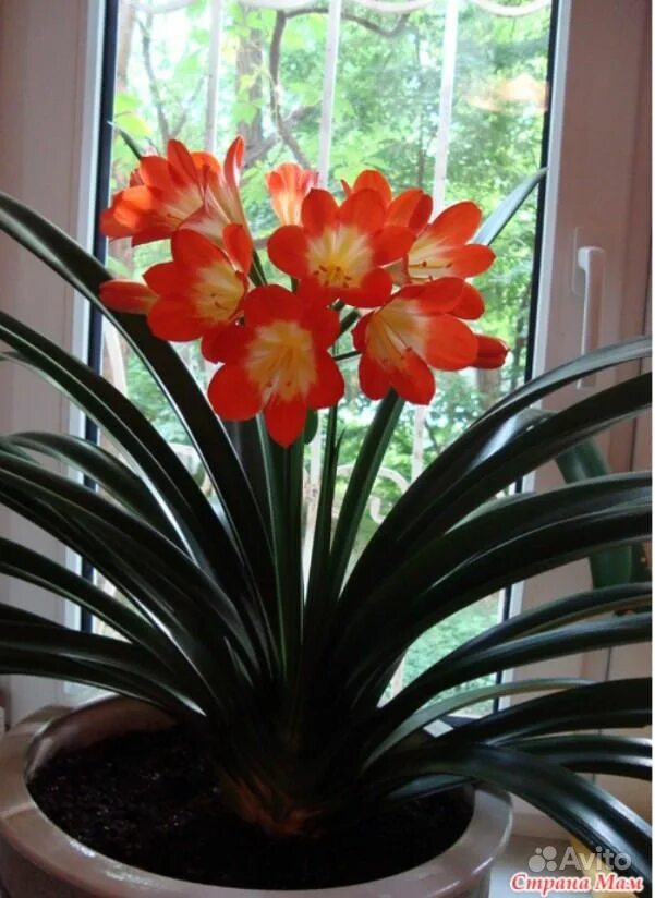 антуриум красный. гемантус, гиппеаструм, кливия). гиппеаструм амариллис оранжевый. длинные листья у цветка кливия. гиппеаструм оранжевый.