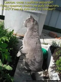 Не смотря на соседа