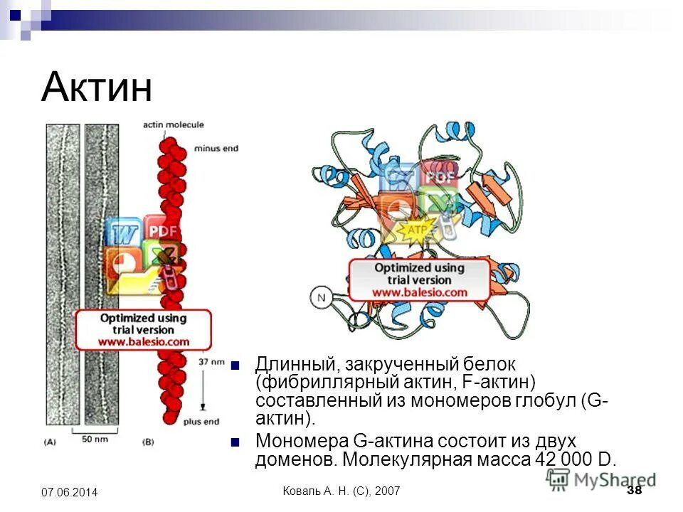 Актин состоит. Состоит из актина. Актин формула химическая. Фибриллярный актин. Актин структура белка.