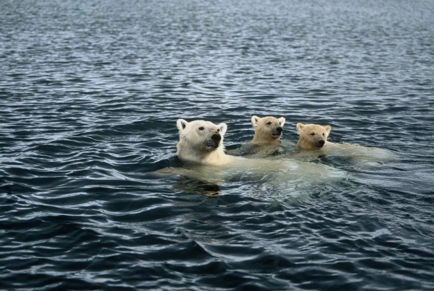 Can bears swim