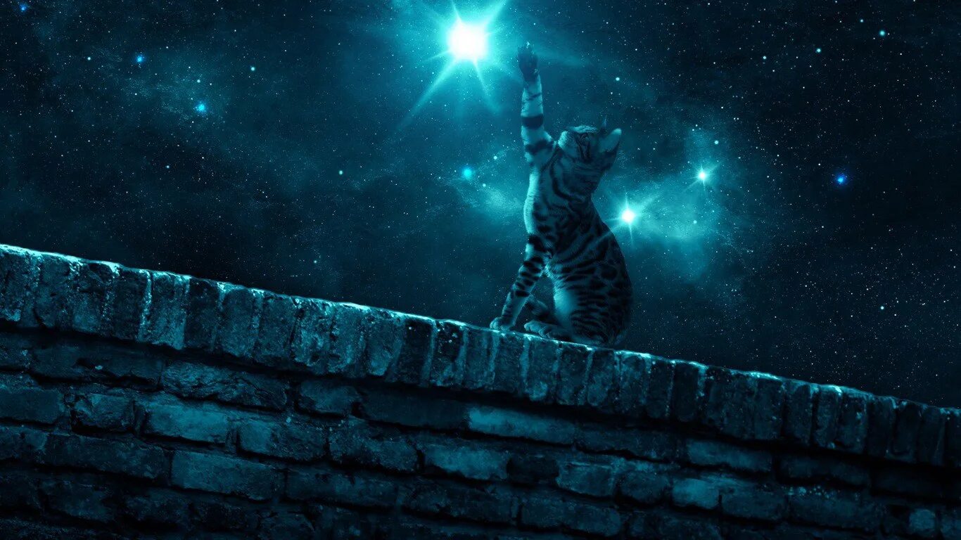 Коты и звезды. Лунная кошка арт. Фон ночной кот. Волшебный кот голубой. Песня кошка ночь