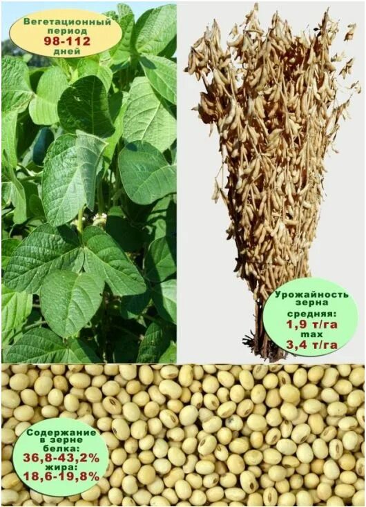 соя парвариши. болезни томатов. белгородская 7 соя. сингента соя. соя белгородская.