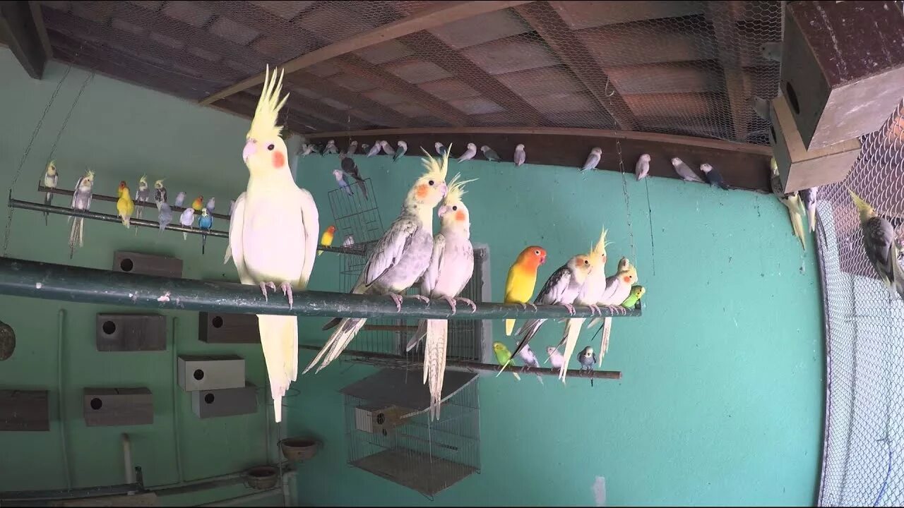 Жили были попугаи. Стая корелла попугаев в Австралии. Австралийский попугай корелла. Корелла в естественной среде. Кареллы в Австралии в городах.