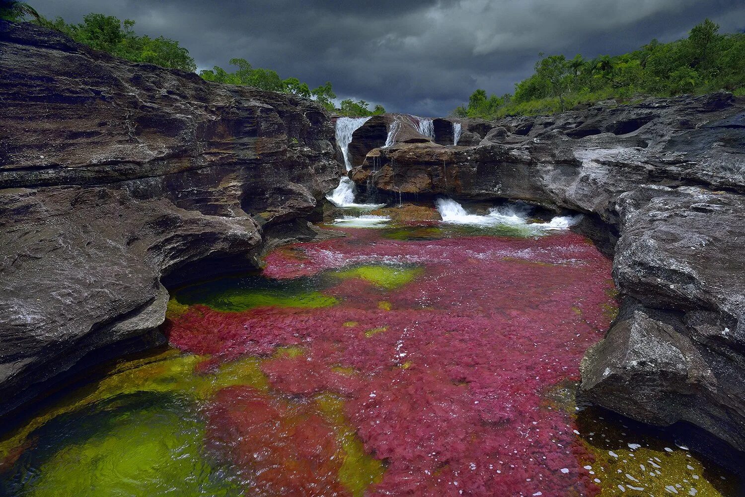 Самая теплая река в мире. Разноцветная река Каньо-Кристалес (Колумбия). Река Каньо Кристалес. Самая красивая река в мире Каньо Кристалес. Река пяти цветов в Колумбии.