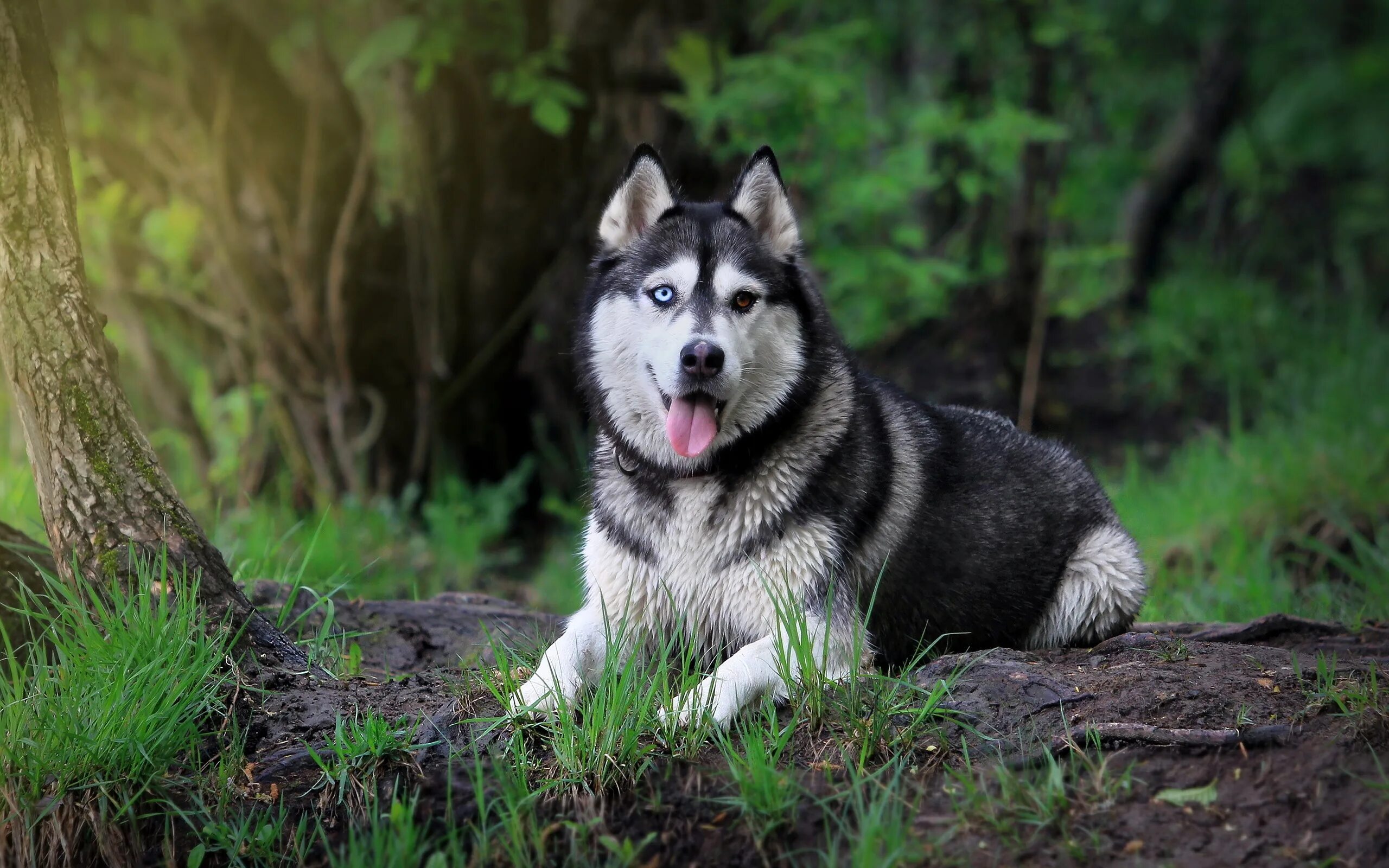 Порода сибирский хаски. Сибирский хаски / Siberian Husky. Сибирский маламут -Сибирский хаски. Сибирская лайка хаски. Сибирский маламут собака.