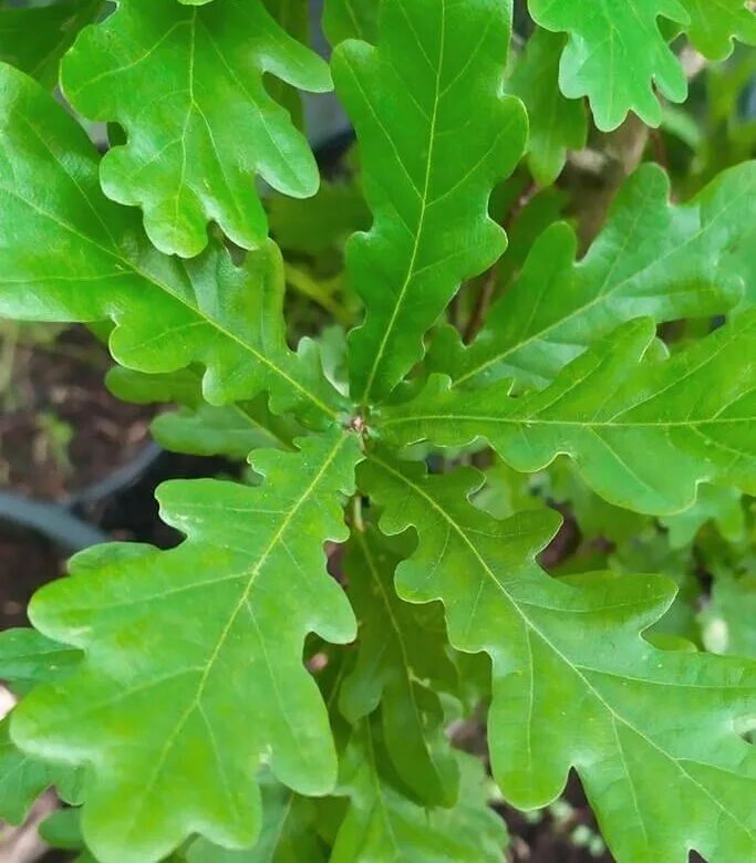 Дуб черешчатый Quercus Robur 'Fastigiata'. Quercus Robur (дуб черешчатый) 'Fastigiata Koster'. Дуб черешчатый (Quercus Robur l.). Дуб черешчатый Фастигиата костер. Диаметр дуба черешчатого