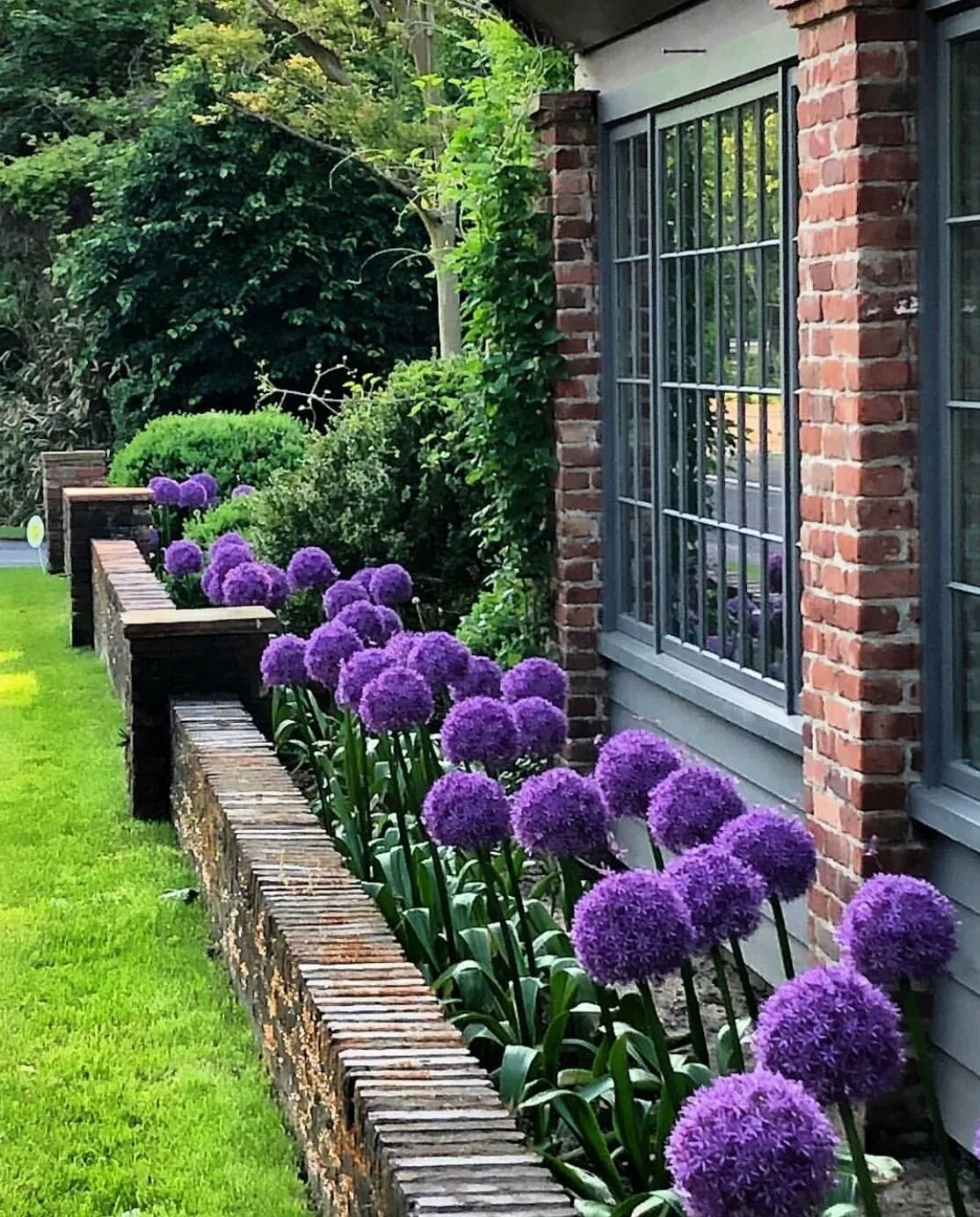 Дельфиниум в миксбордере. Барбарис адмирейшн миксбордер. Миксбордер рабатка люпин флокс. Сочетание сада. Миксбордер гертруды джекилл.