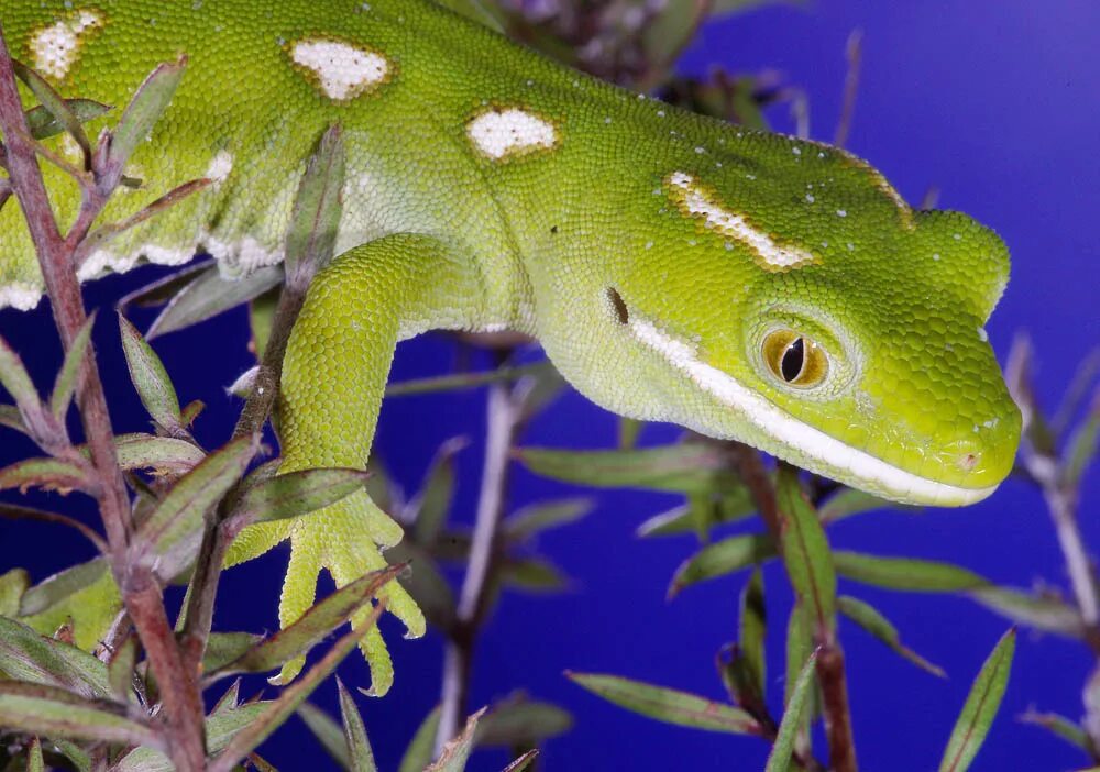 Звук геккона. Naultinus elegans. Naultinus Gecko. Новозеландские зелёные Гекконы. Naultinus Gemmeus.