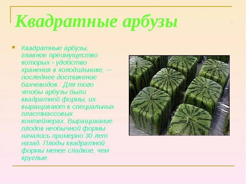 Почему выгодно выращивать чудо арбузы. Почему выгодно выращивать квадратные арбузы. выращивание арбузов презентация. задачам про квадратный арбуз. вопросы про арбузы квадратные.