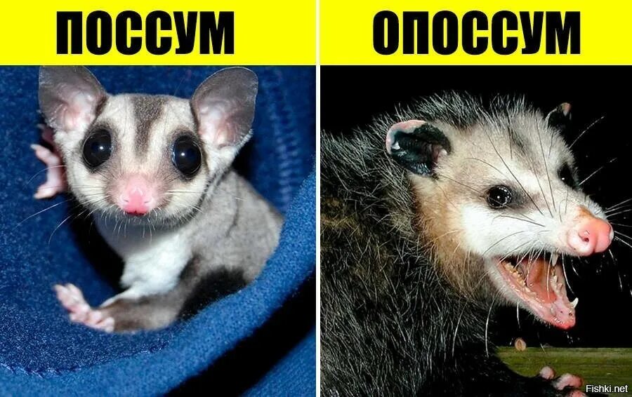 Поссум и опоссум разница. Поссум и опоссум. поссум и опоссум отличия. поссумы и опоссумы разница. чем отличается поссум от опоссума.
