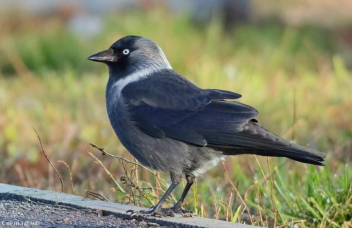 Галка (Corvus monedula). Европейская Галка. Болотная Галка. Галка –Corvus monedula l.