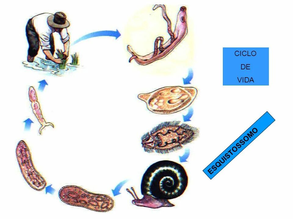 Жизненный цикл шистосомы Мансони. Schistosoma mansoni жизненный цикл. Schistosoma жизненный цикл. Цикл развития шистосомы урогенитальной.