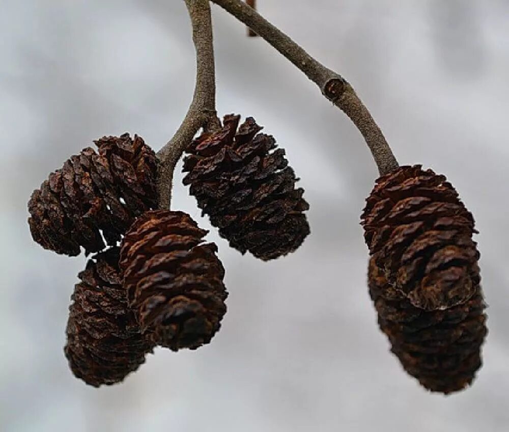 Псевдотсуга мензиса. Дерево с шишками. Виды шишек. Ольха серая(alnus incana) соцветия. Сосна ламберта шишки.